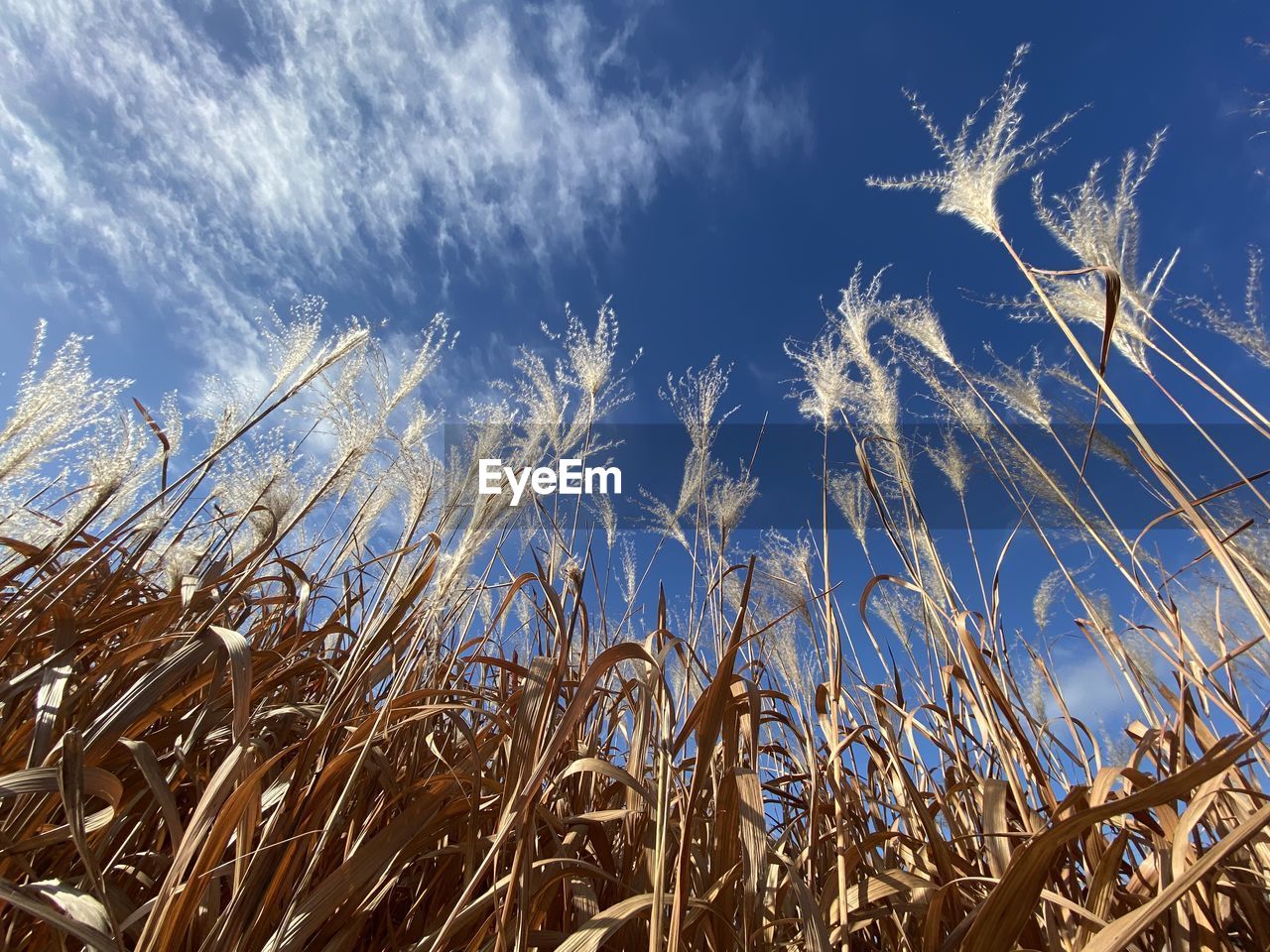 LOW ANGLE VIEW OF STALKS AGAINST THE SKY