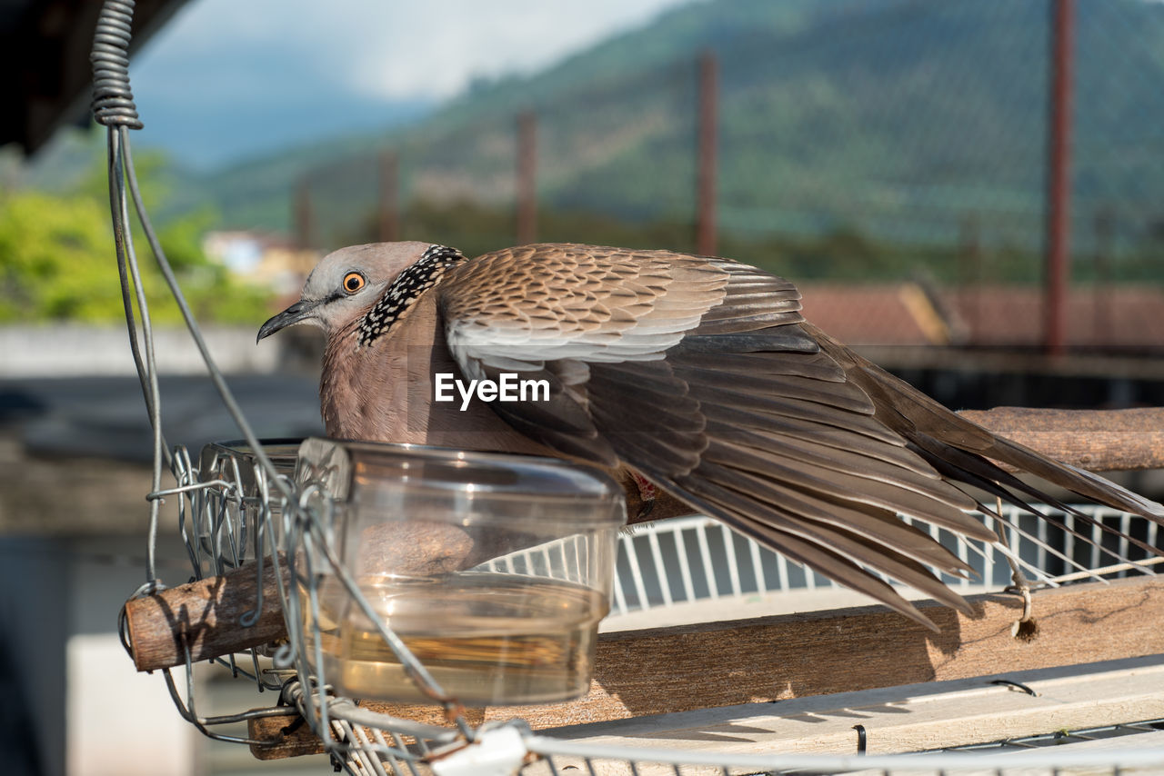 animal, animal themes, bird, animal wildlife, wildlife, focus on foreground, one animal, no people, nature, falcon, day, bird of prey, outdoors