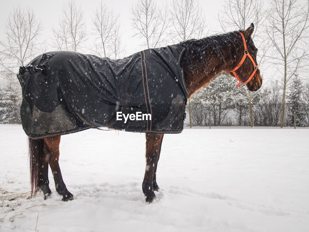 Horse warm fur with snowflakes within snowing. animals in horse farm.