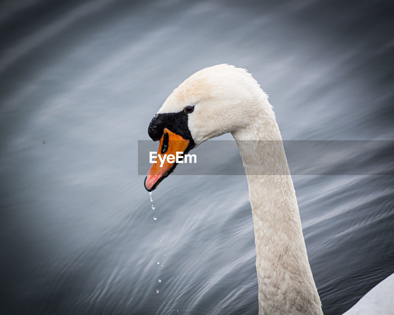 bird, animal themes, animal wildlife, animal, wildlife, swan, one animal, water, beak, ducks, geese and swans, water bird, animal body part, lake, close-up, nature, wing, no people, reflection, day, beauty in nature, outdoors, animal neck, swimming, animal head, duck