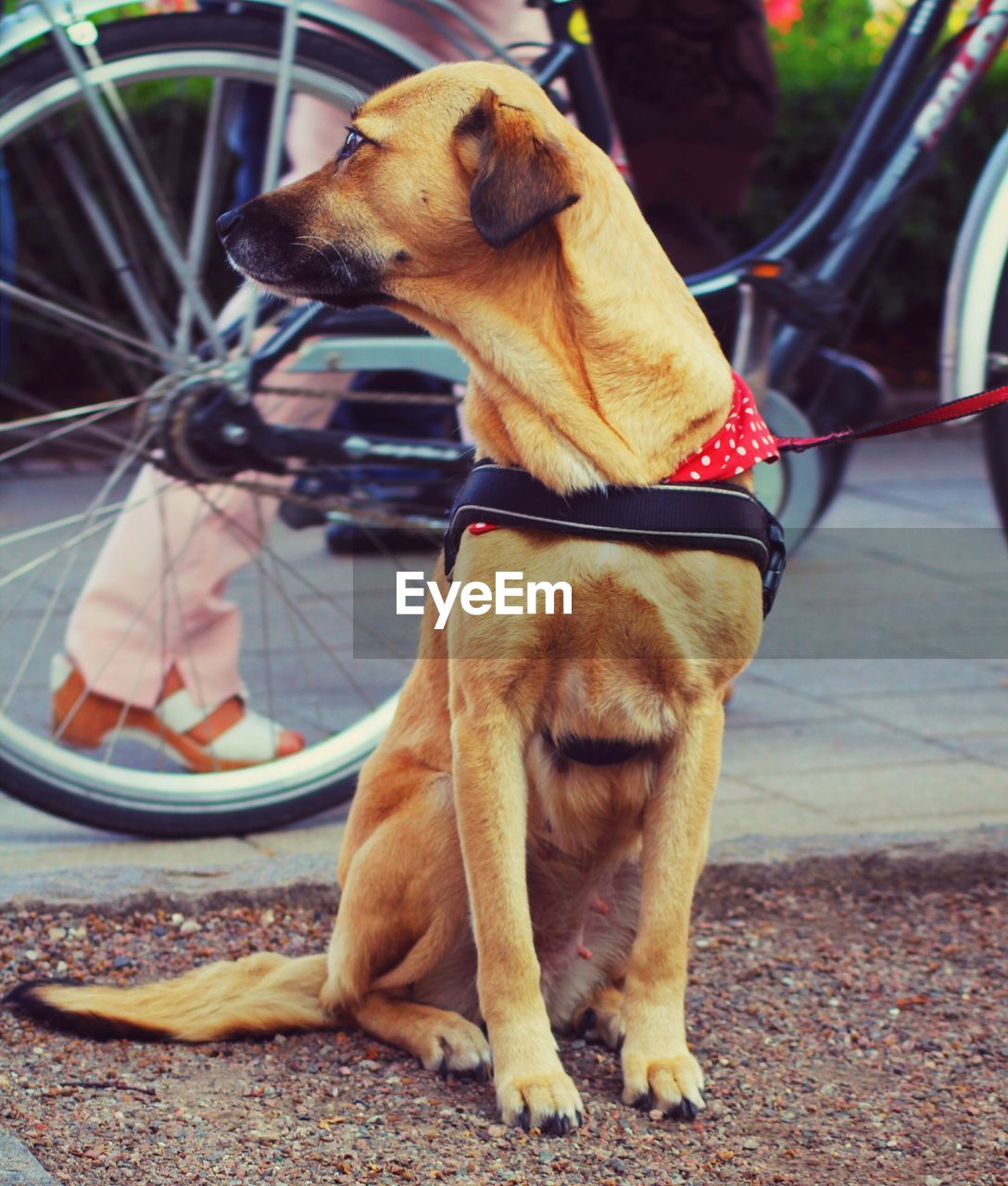 Close-up of a dog looking away