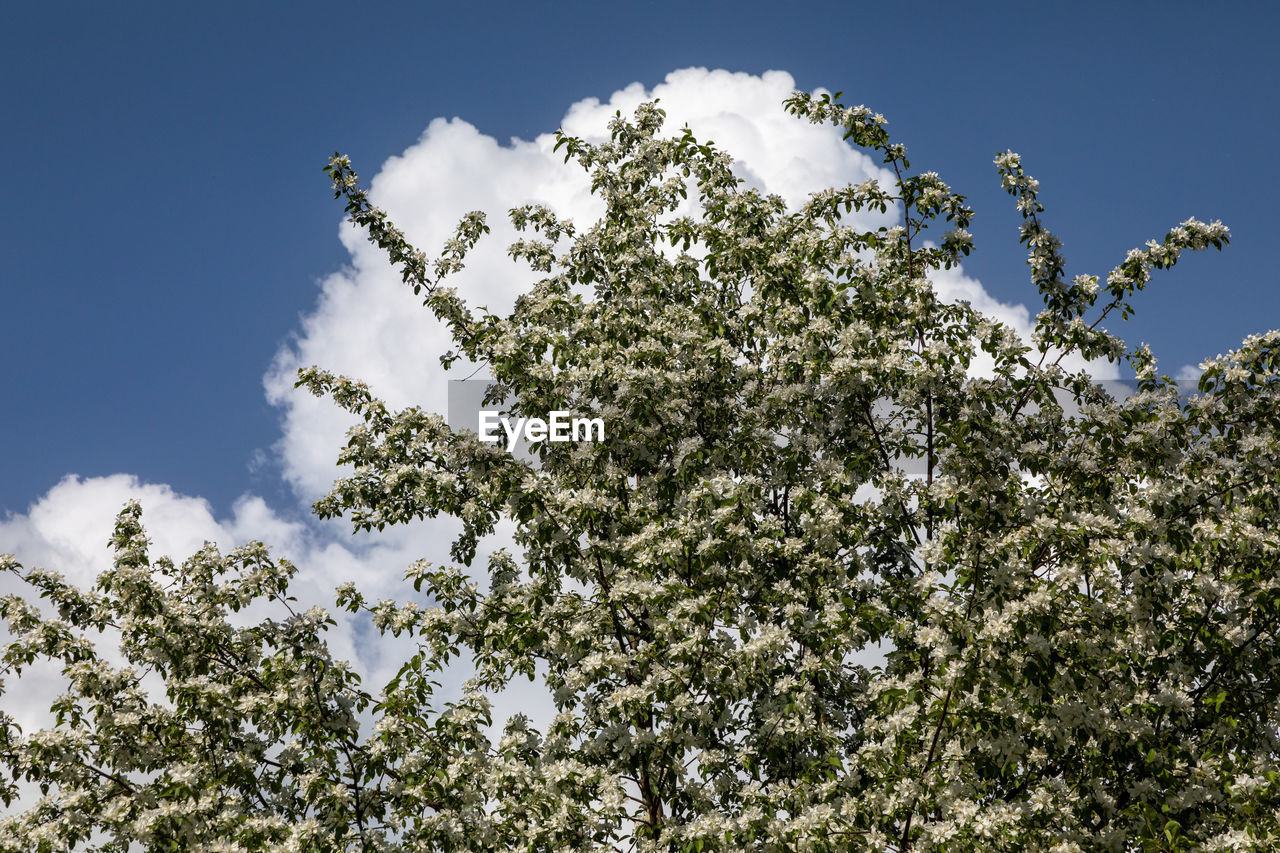 plant, nature, tree, sky, flower, low angle view, growth, beauty in nature, branch, cloud, sunlight, no people, blossom, leaf, day, blue, outdoors, springtime, clear sky, pine tree, coniferous tree, sunny, green, pinaceae, grass, white, flowering plant, scenics - nature, environment