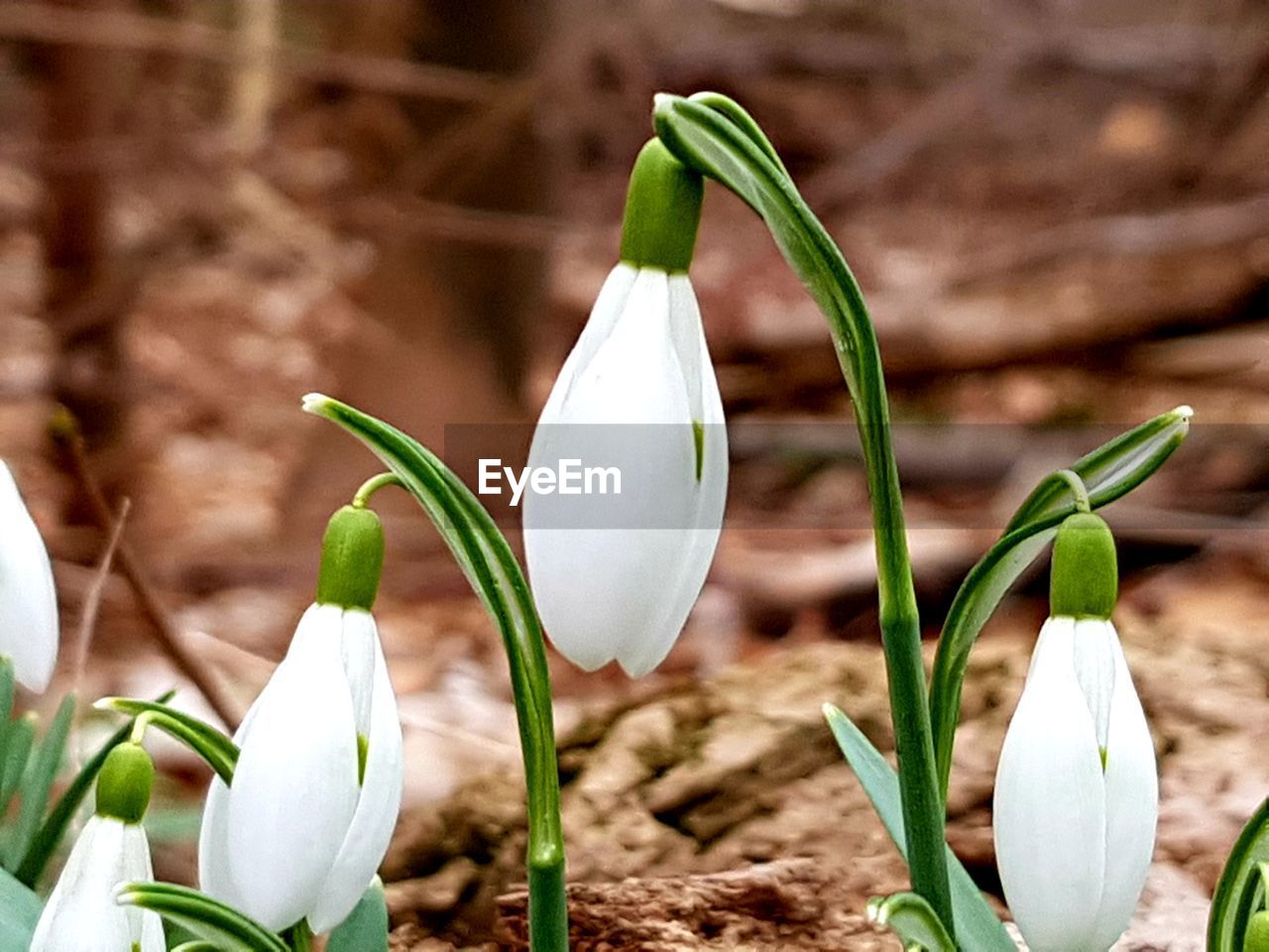 CLOSE-UP OF WHITE FLOWERING PLANT AGAINST GREEN PLANTS