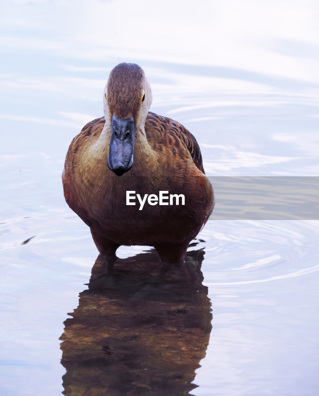 Mallard duck at lake