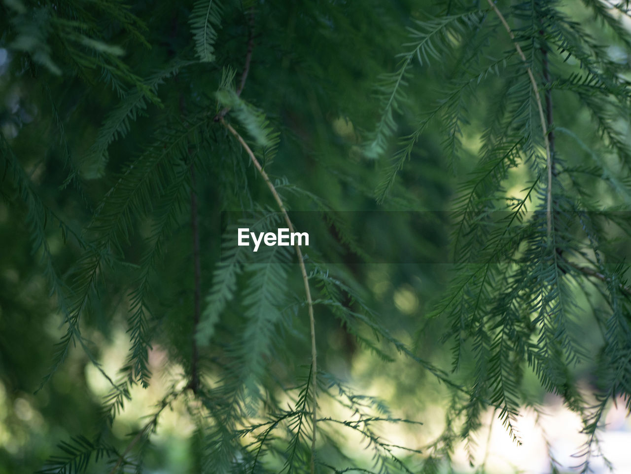 Close-up of pine tree