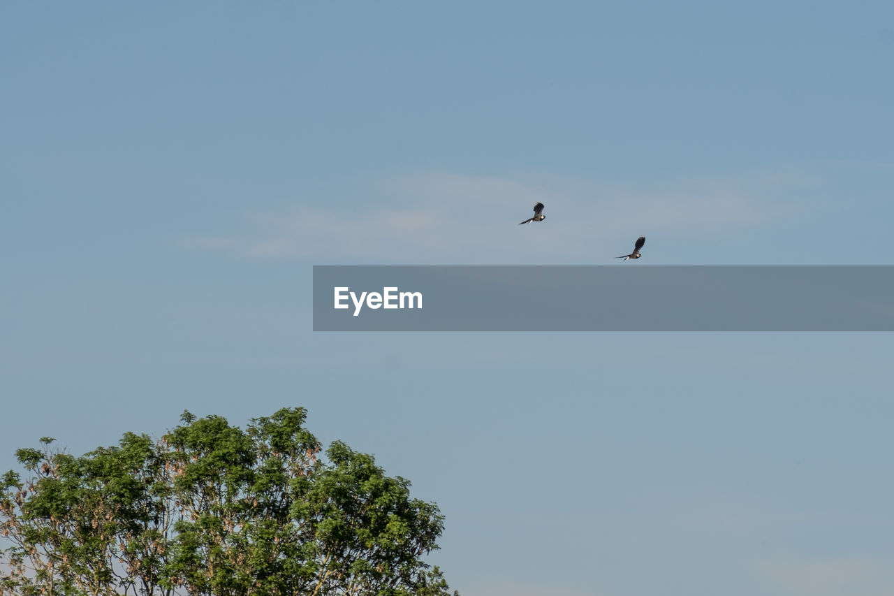 LOW ANGLE VIEW OF BIRD FLYING IN THE SKY