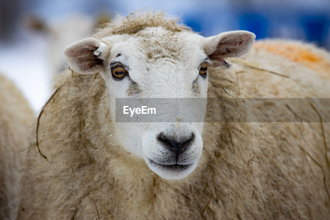 Portrait of sheep with ear tags