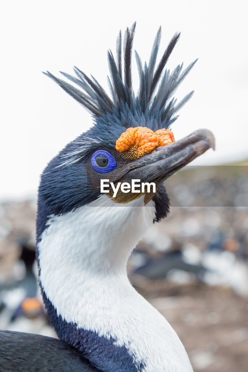 CLOSE-UP OF A PARROT