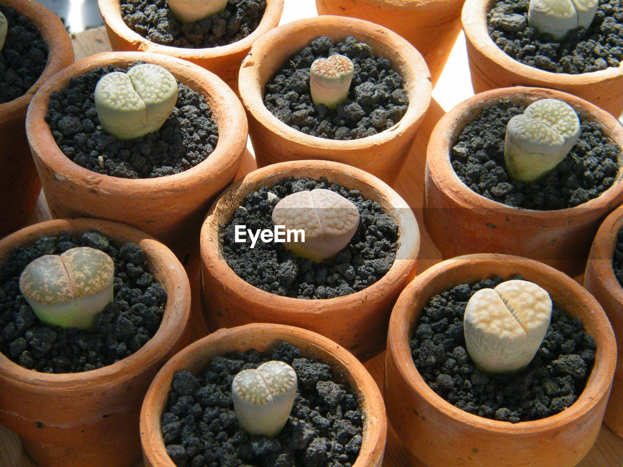 Lithops at the plant market