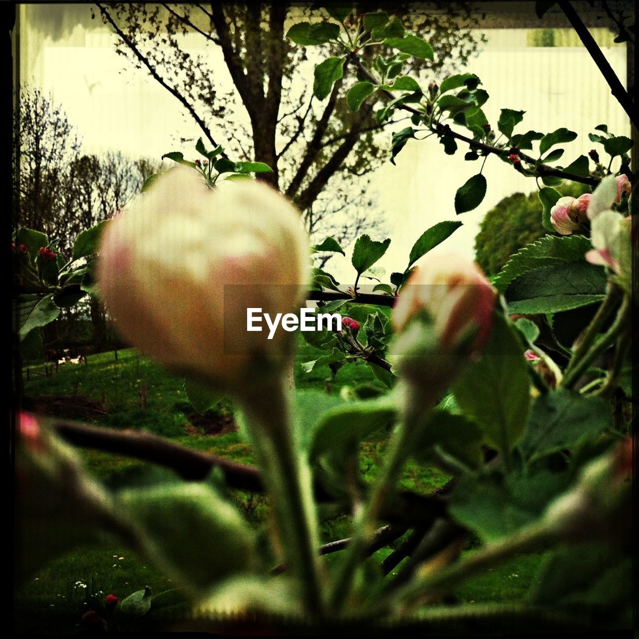 Close-up of flower buds