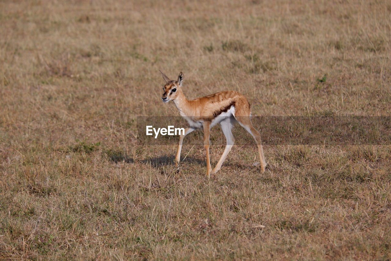 Young thomson's gazelle walks through grass in the maasai mara
