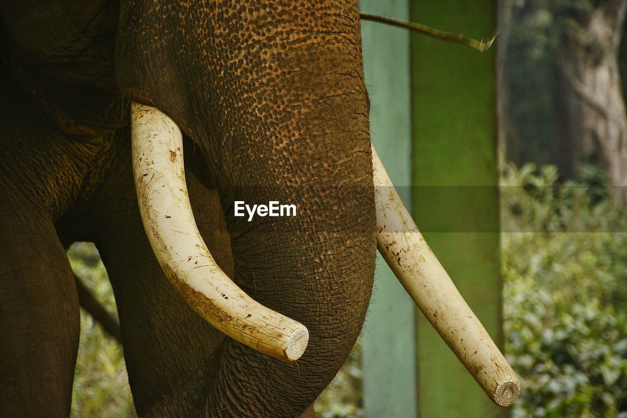 Close-up of animal in zoo