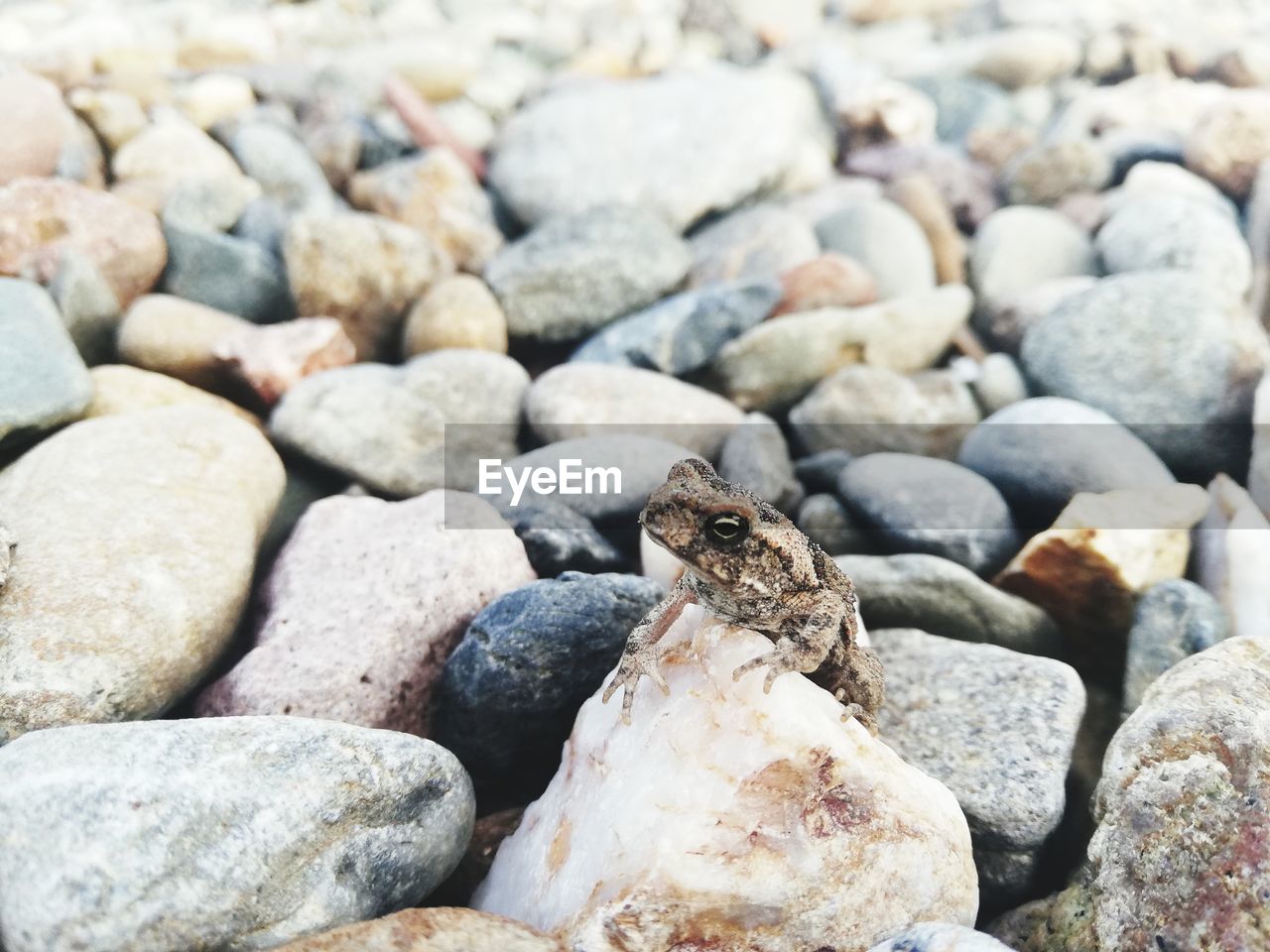 CLOSE-UP OF PEBBLES ON ROCKS