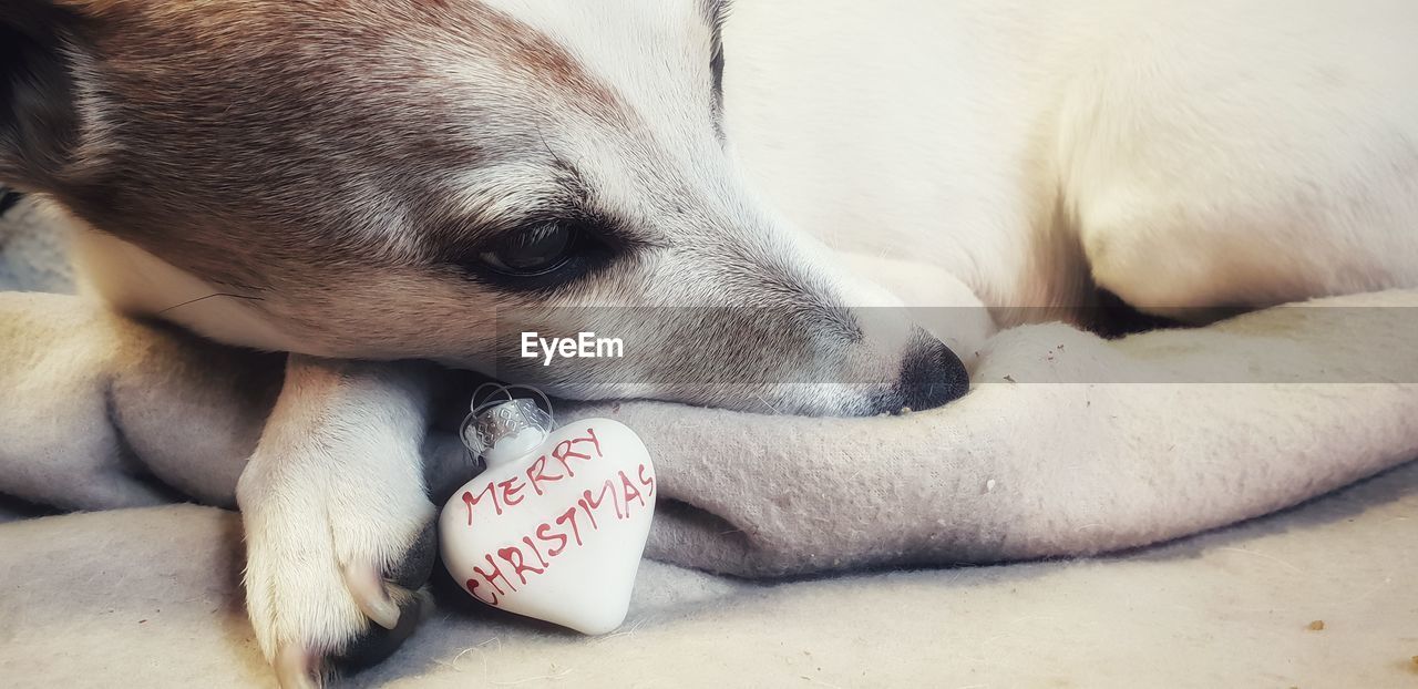 CLOSE-UP OF DOG SLEEPING WITH MOUTH OPEN