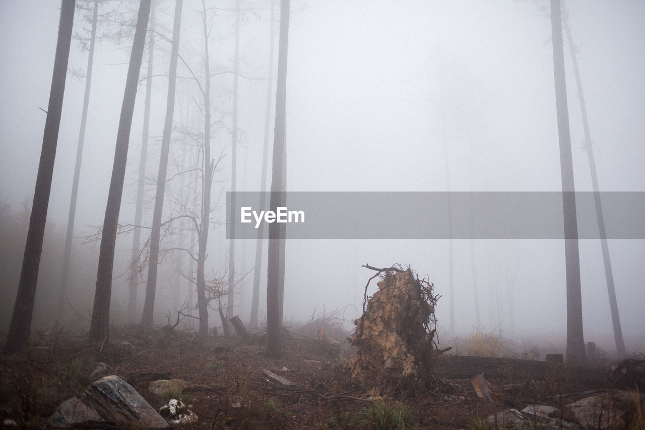 Trees in forest during foggy weather