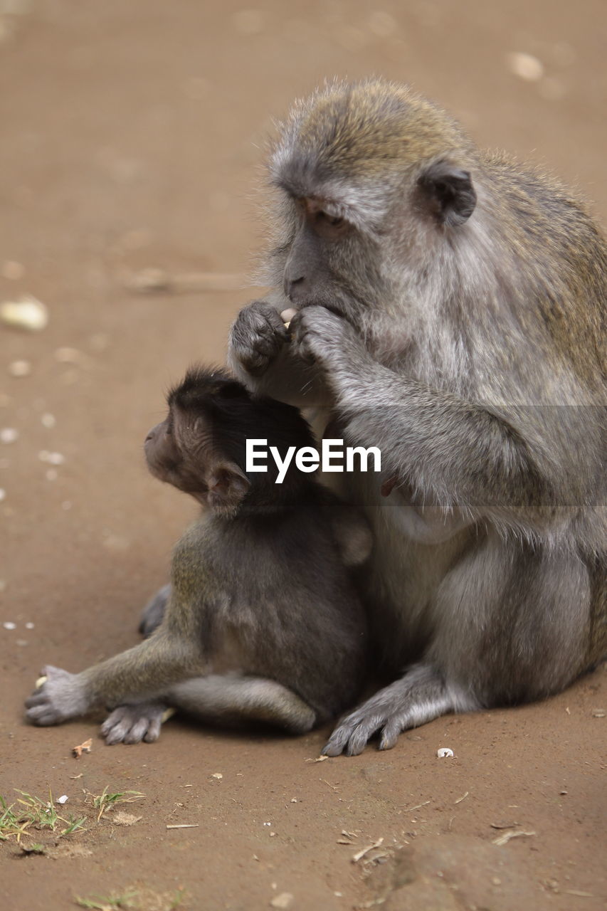 Monkey and infant sitting on land