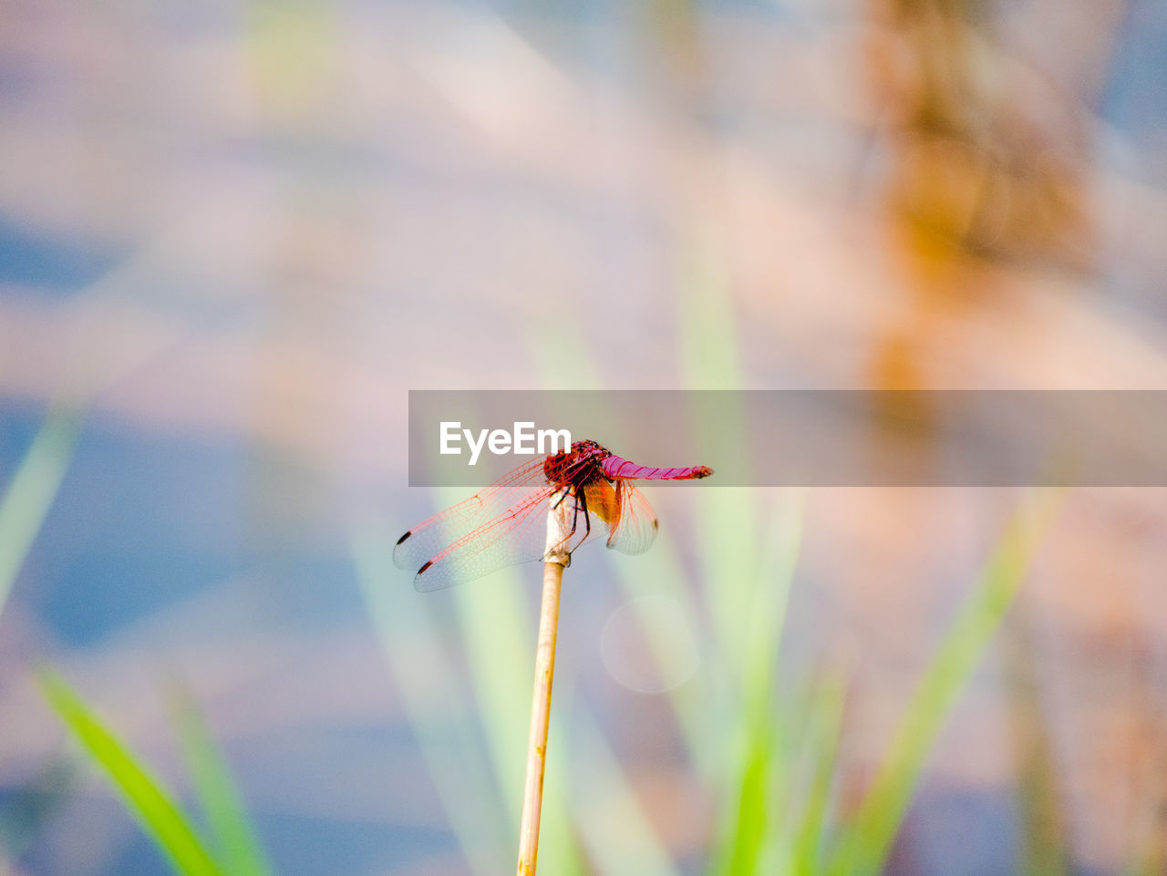 CLOSE-UP OF DRAGONFLY