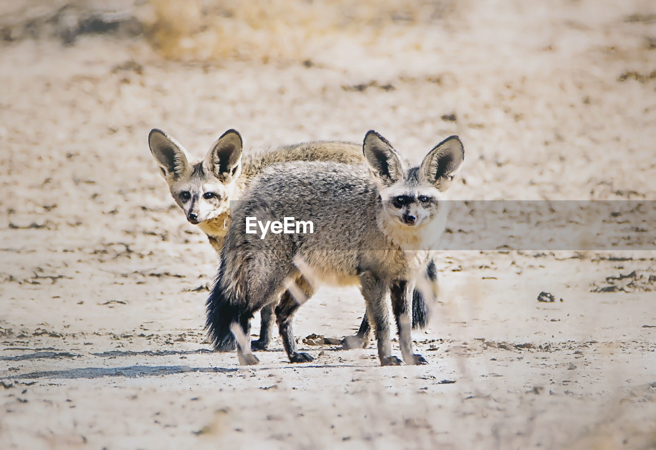 Portrait of two foxes standing in field 