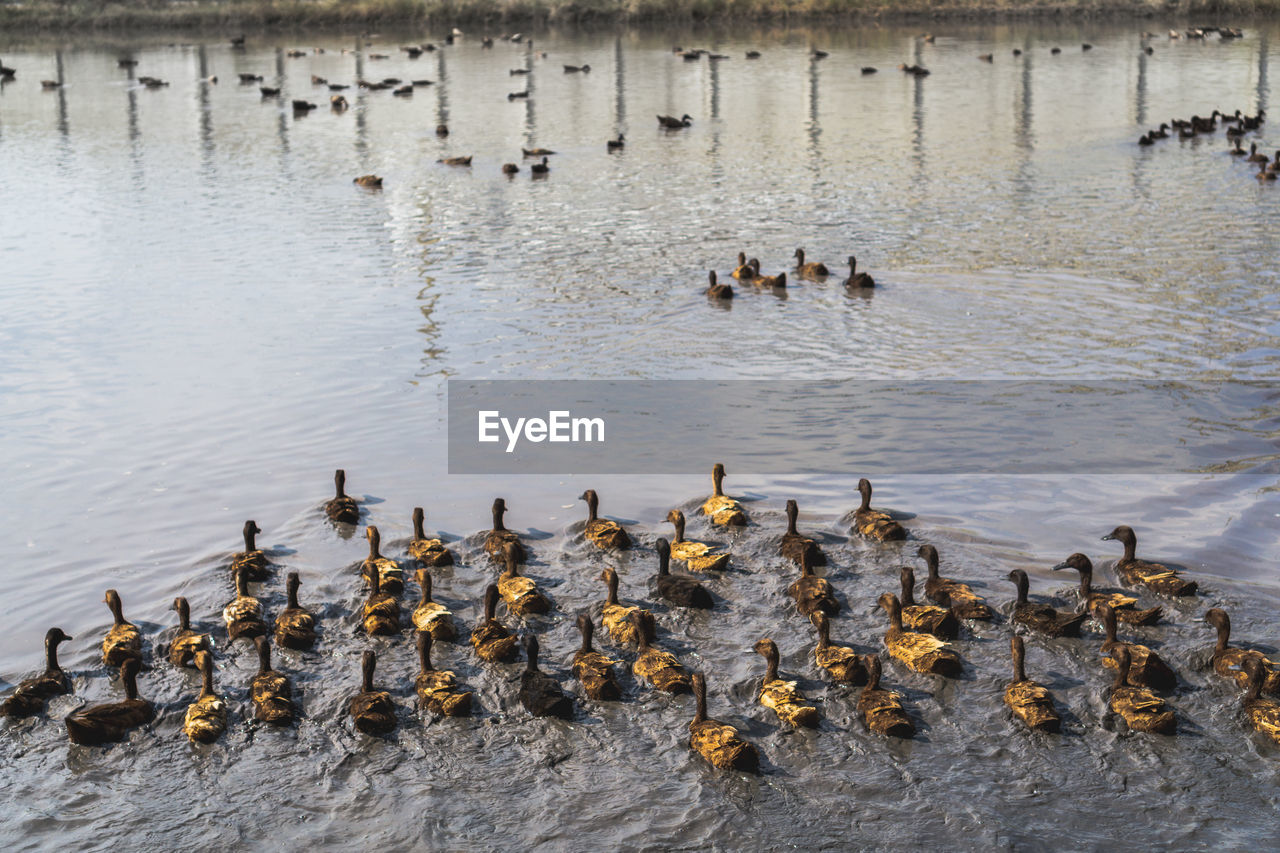 DUCKS FLOATING ON LAKE