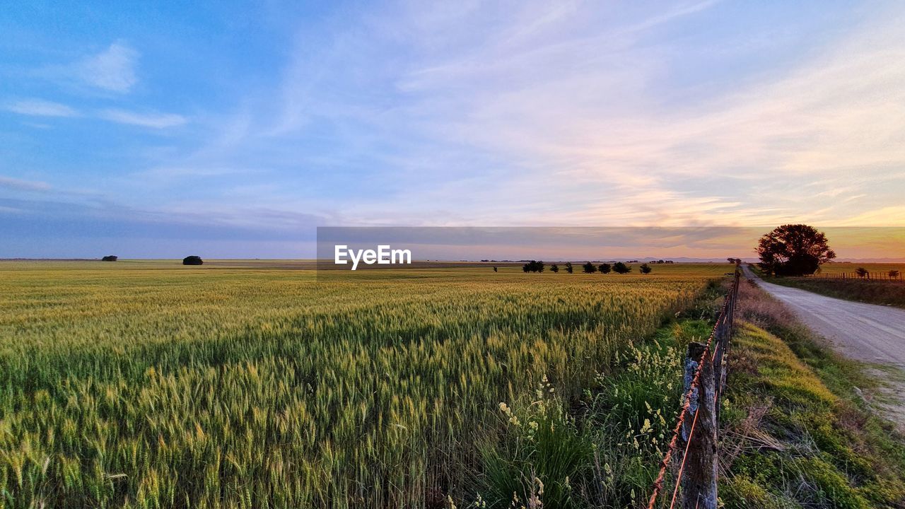 Scenic view of agricultural field against sky