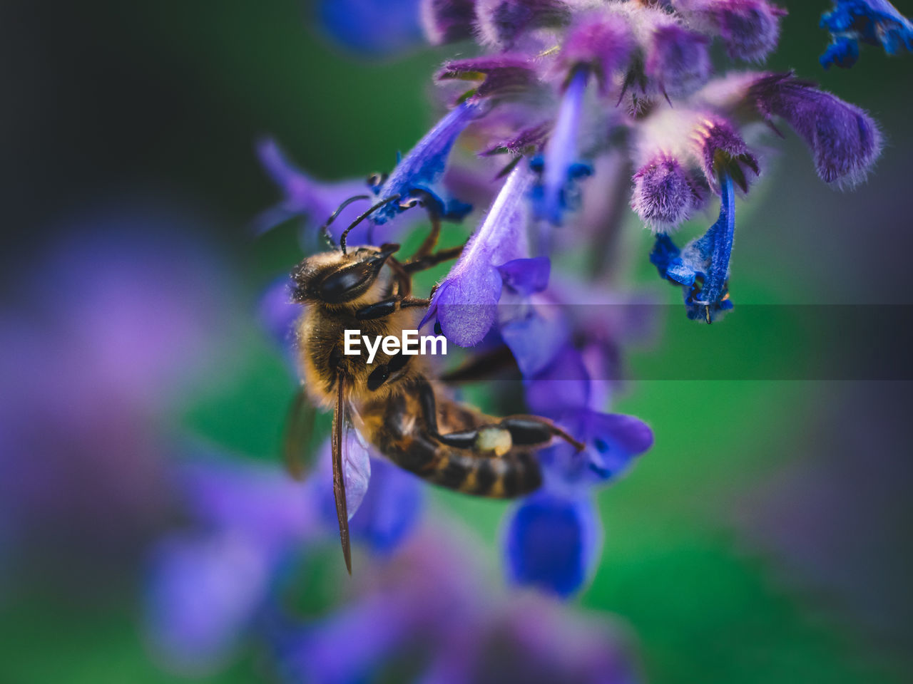 Close-up of bee on flower