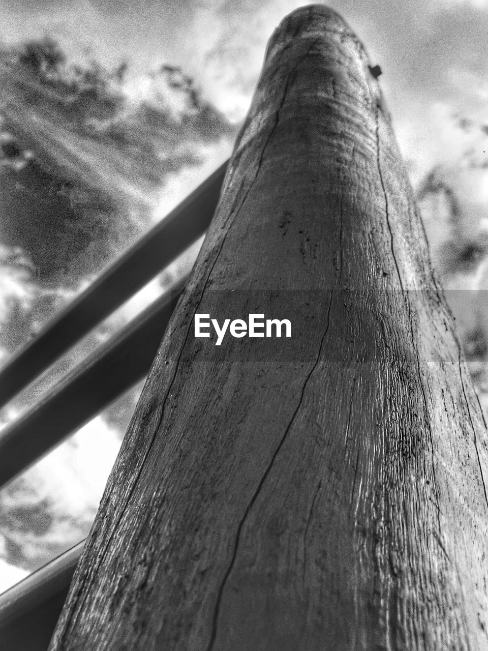 LOW ANGLE VIEW OF TREE TRUNK