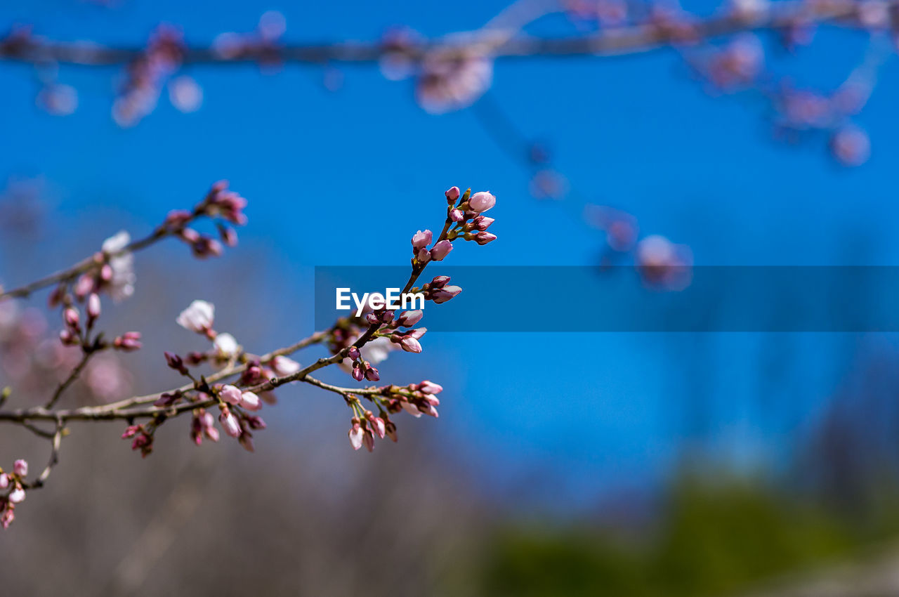 Close-up of cherry blossoms in spring