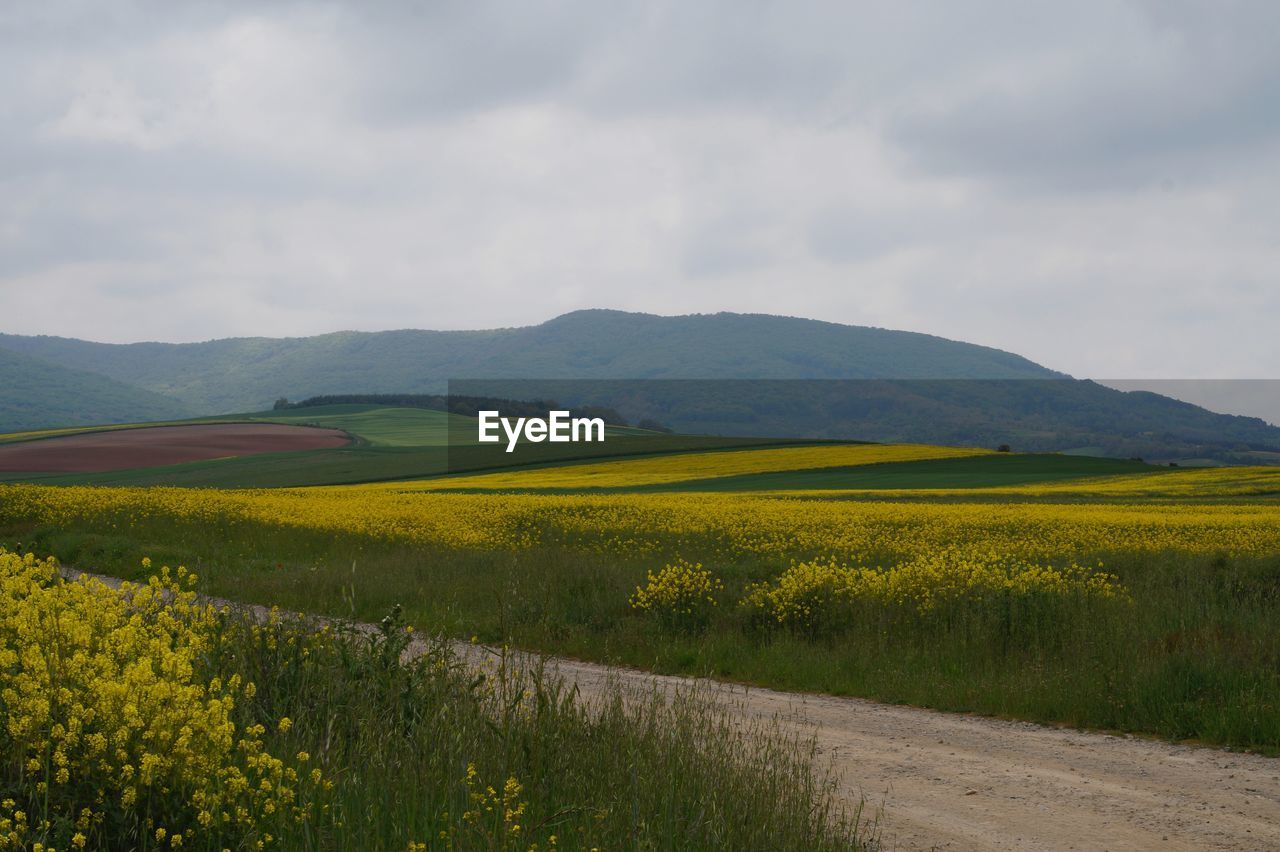 SCENIC VIEW OF OILSEED RAPE FIELD AGAINST SKY