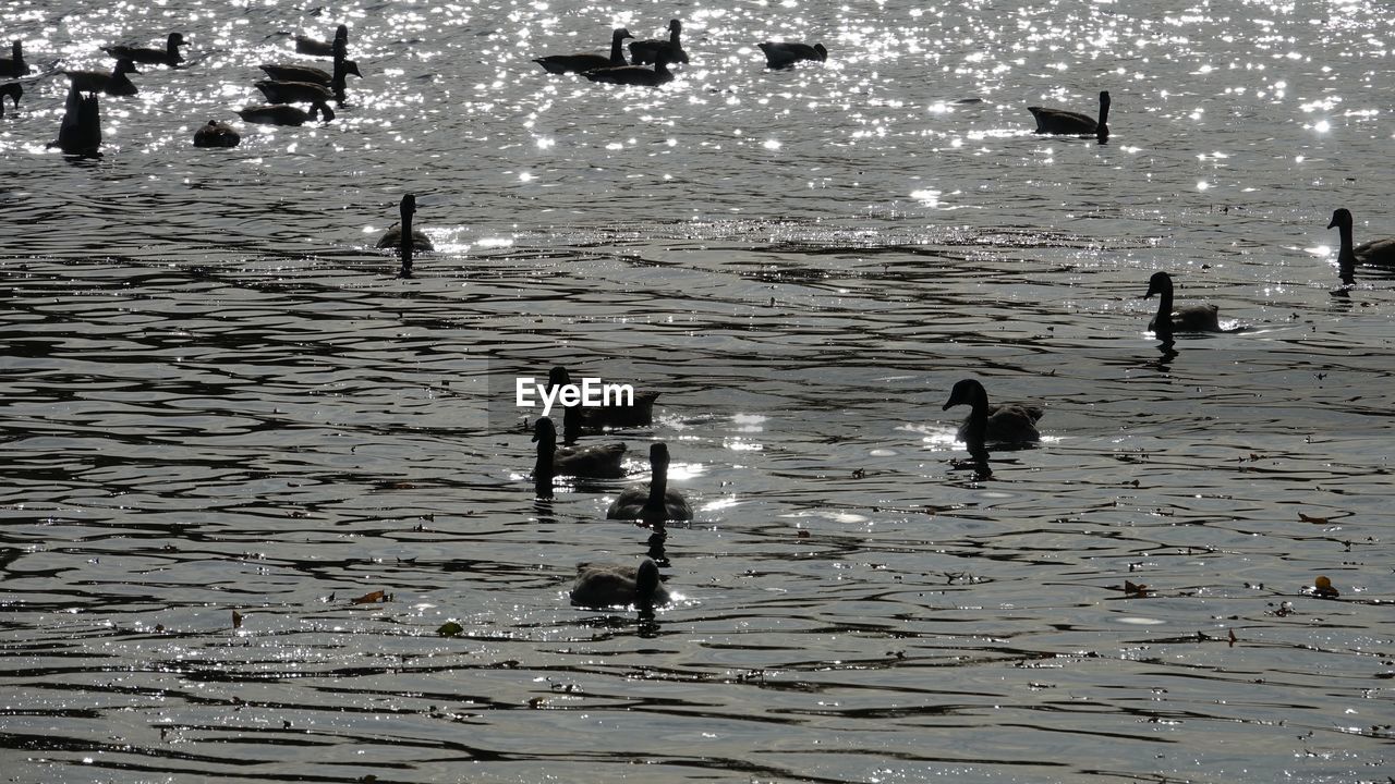 VIEW OF SWANS SWIMMING ON LAKE