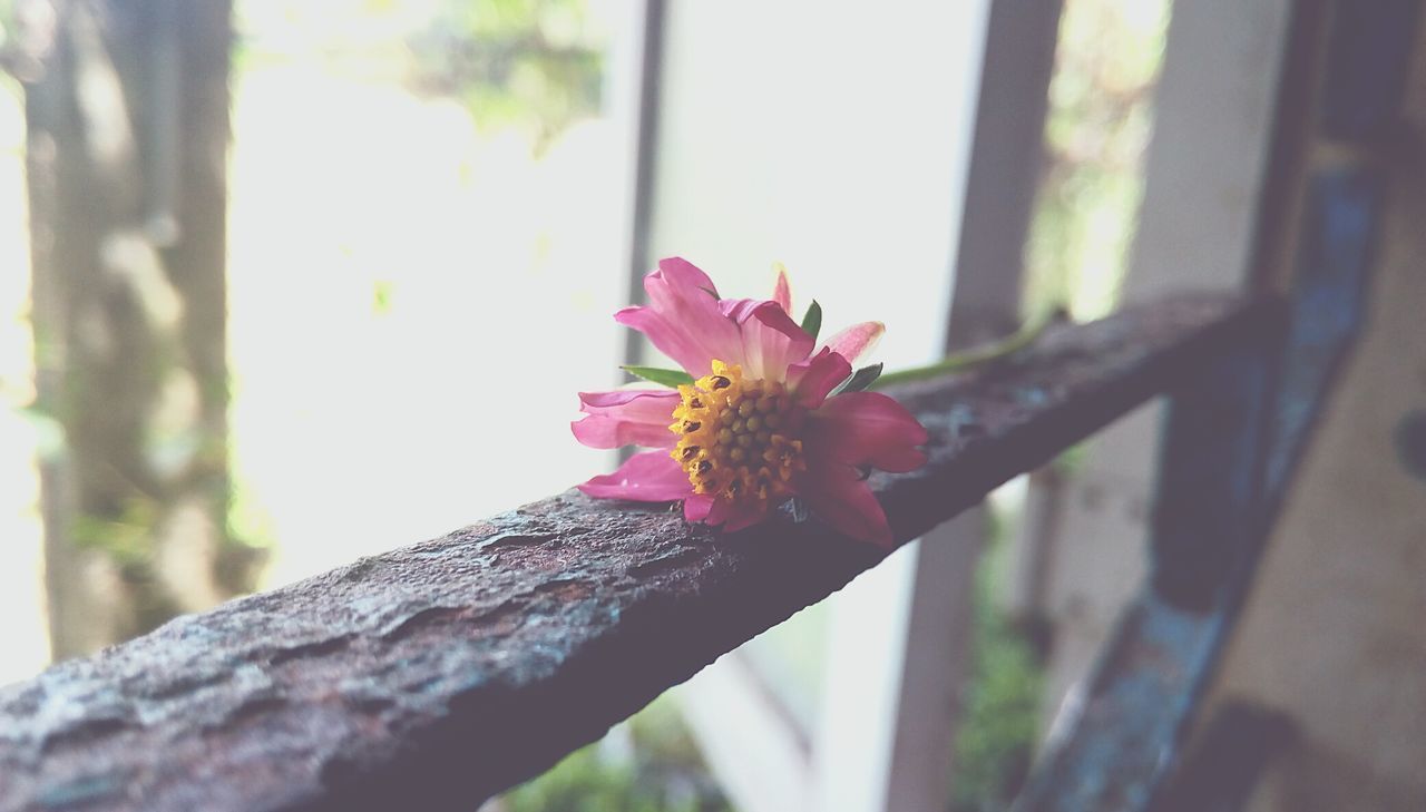 Close-up of pink flower against trees