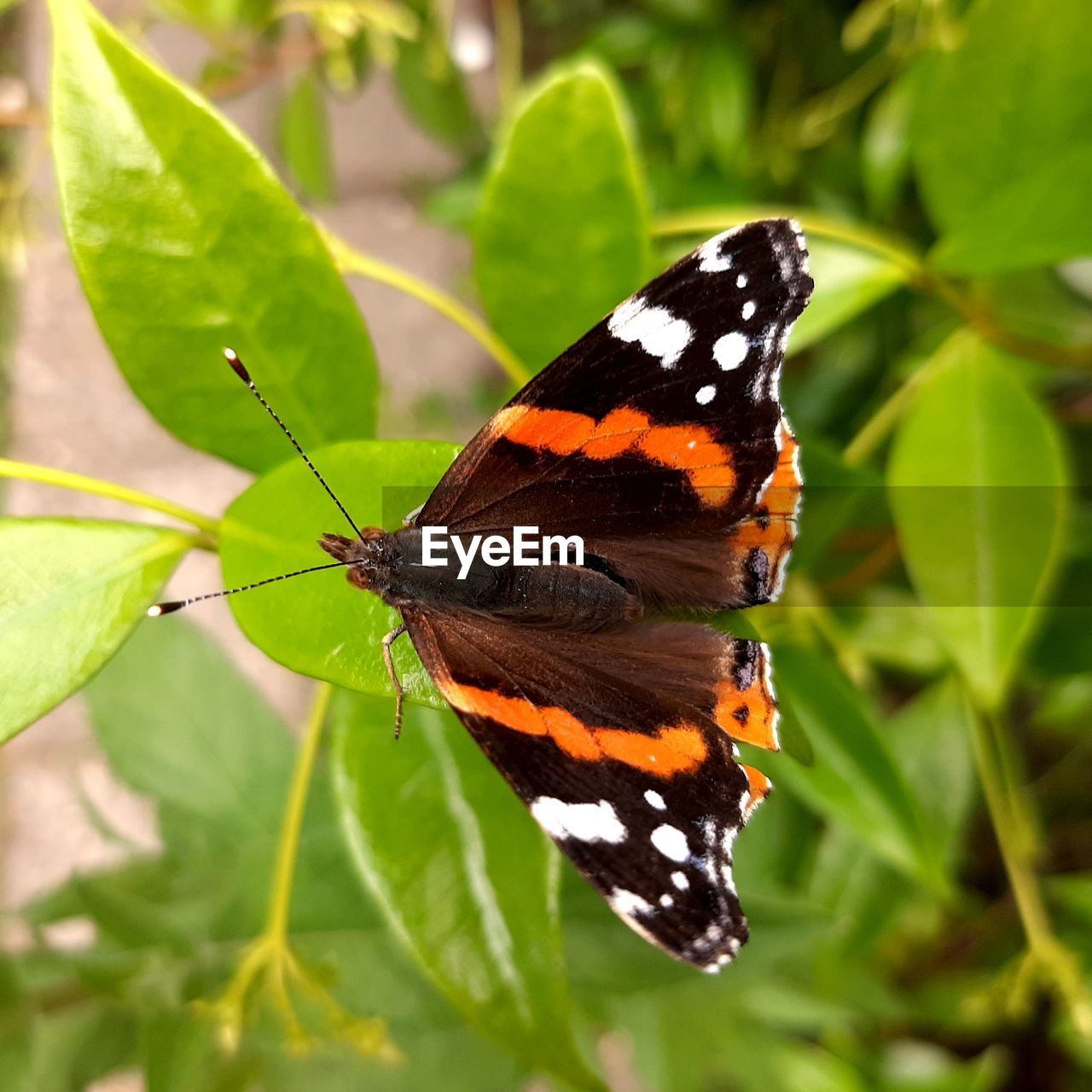 BUTTERFLY ON A FLOWER