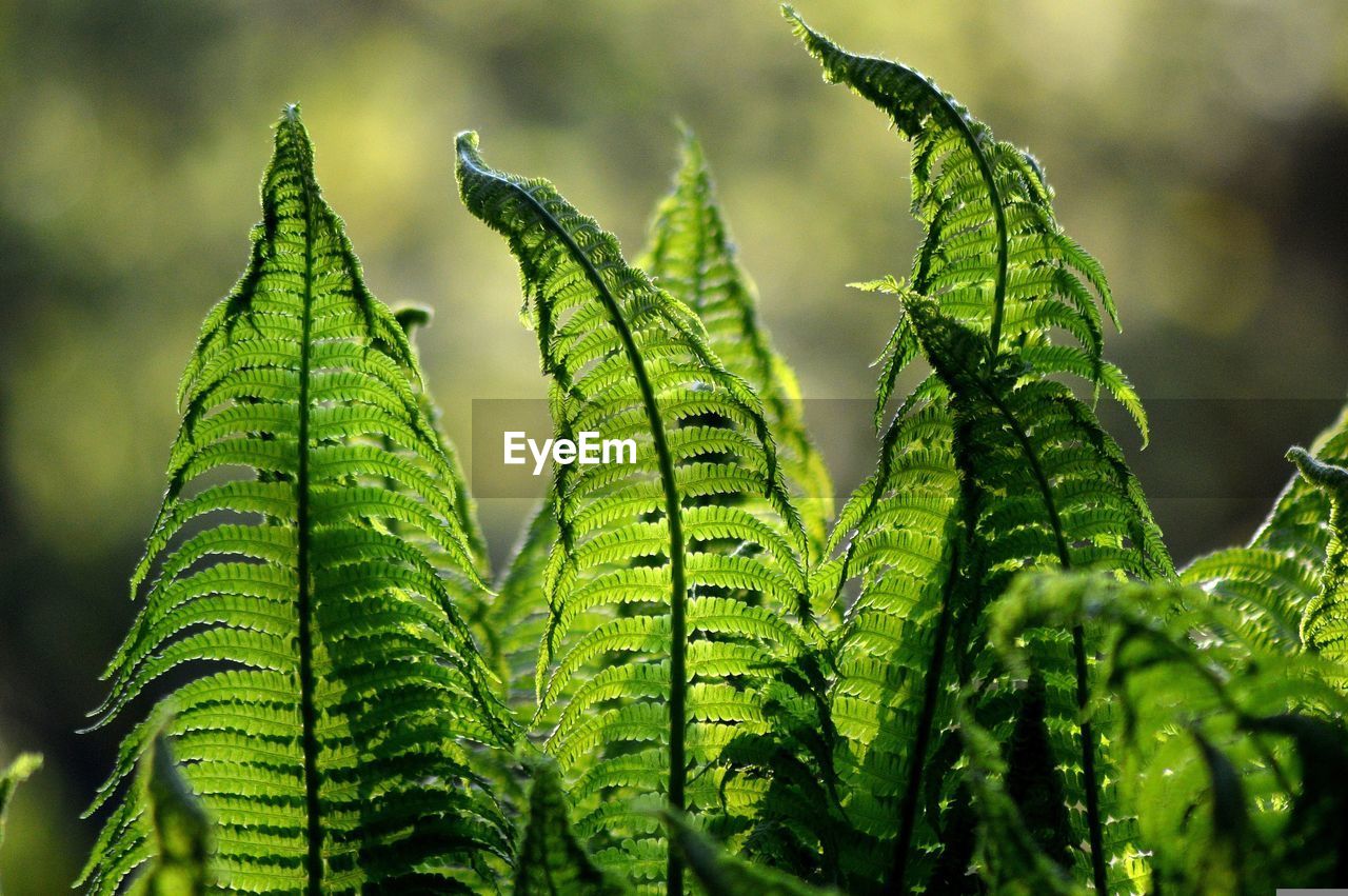 close-up of wet plant