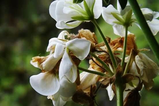 CLOSE-UP OF WHITE FLOWERS BLOOMING