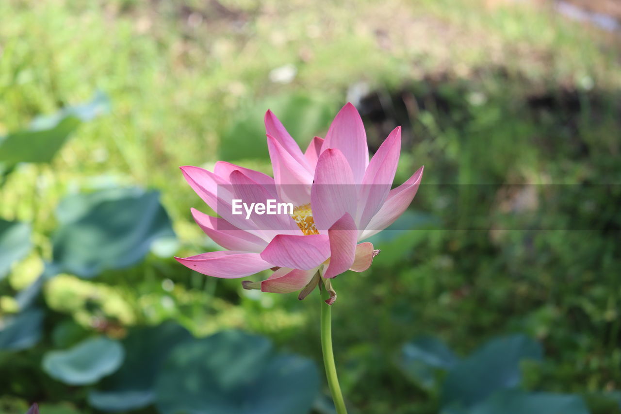 Close-up of pink water lily