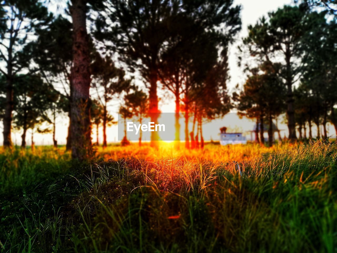 plant, tree, nature, grass, land, growth, field, beauty in nature, sky, tranquility, sunset, sunlight, tranquil scene, landscape, autumn, scenics - nature, no people, environment, leaf, green, outdoors, idyllic, sun, orange color, non-urban scene, forest, day, evening