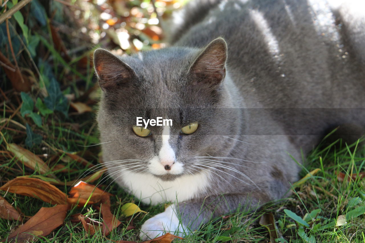 CLOSE-UP OF CAT WITH GRASS