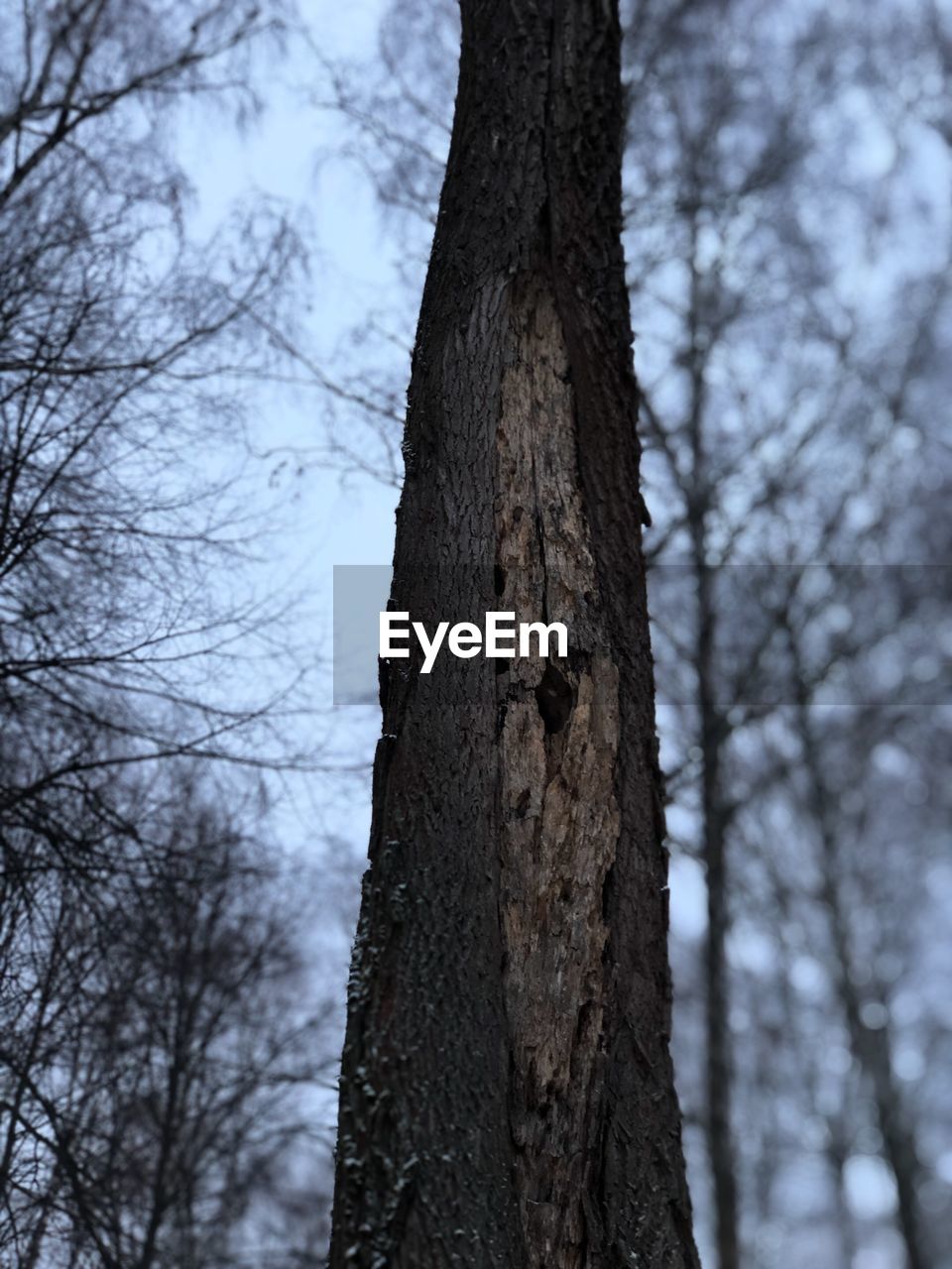 LOW ANGLE VIEW OF BARE TREE IN FOREST