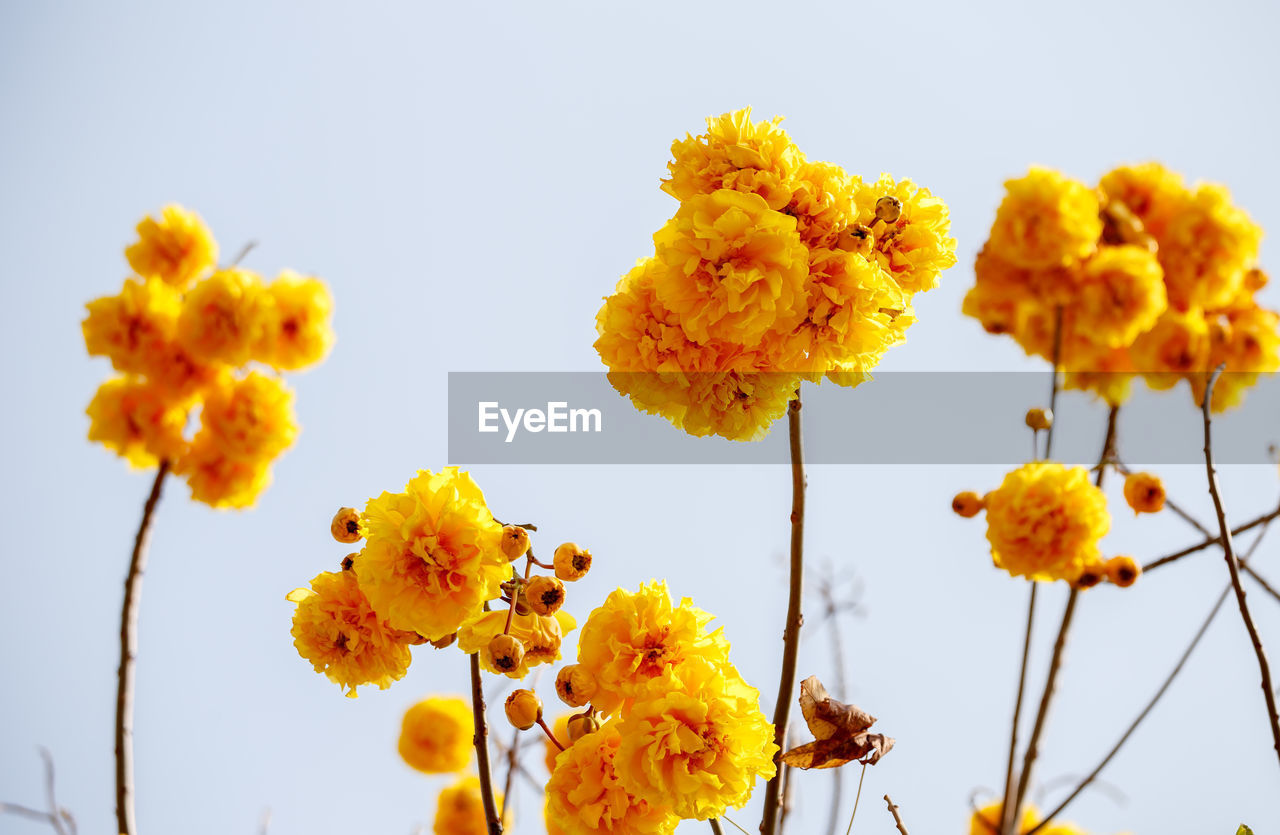 Low angle view of yellow flowering plants against sky