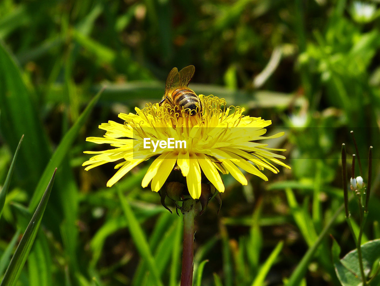 A bee on a yellow flower