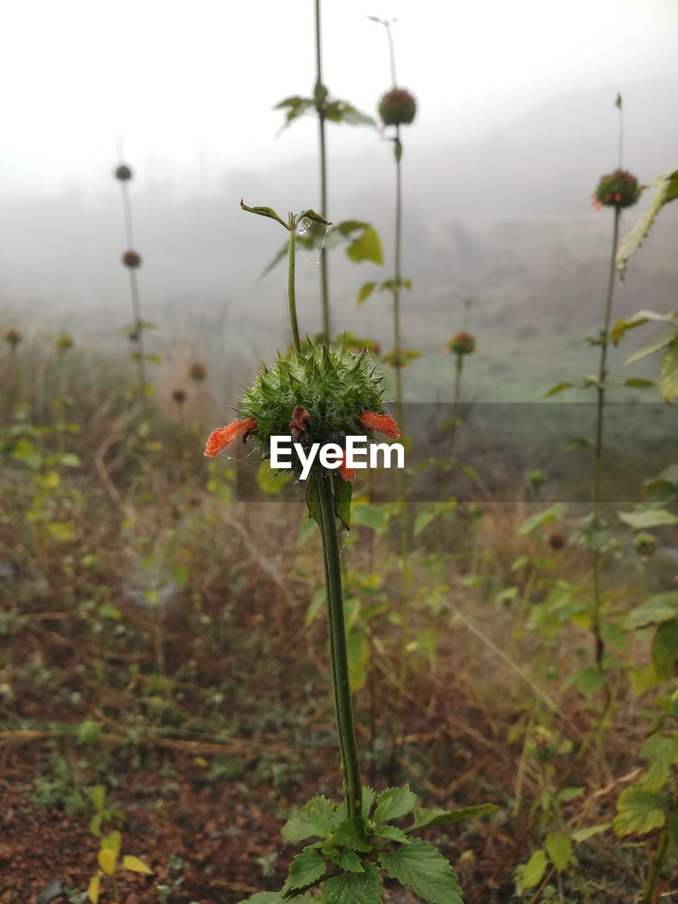 CLOSE-UP OF RED FLOWERING PLANTS ON FIELD