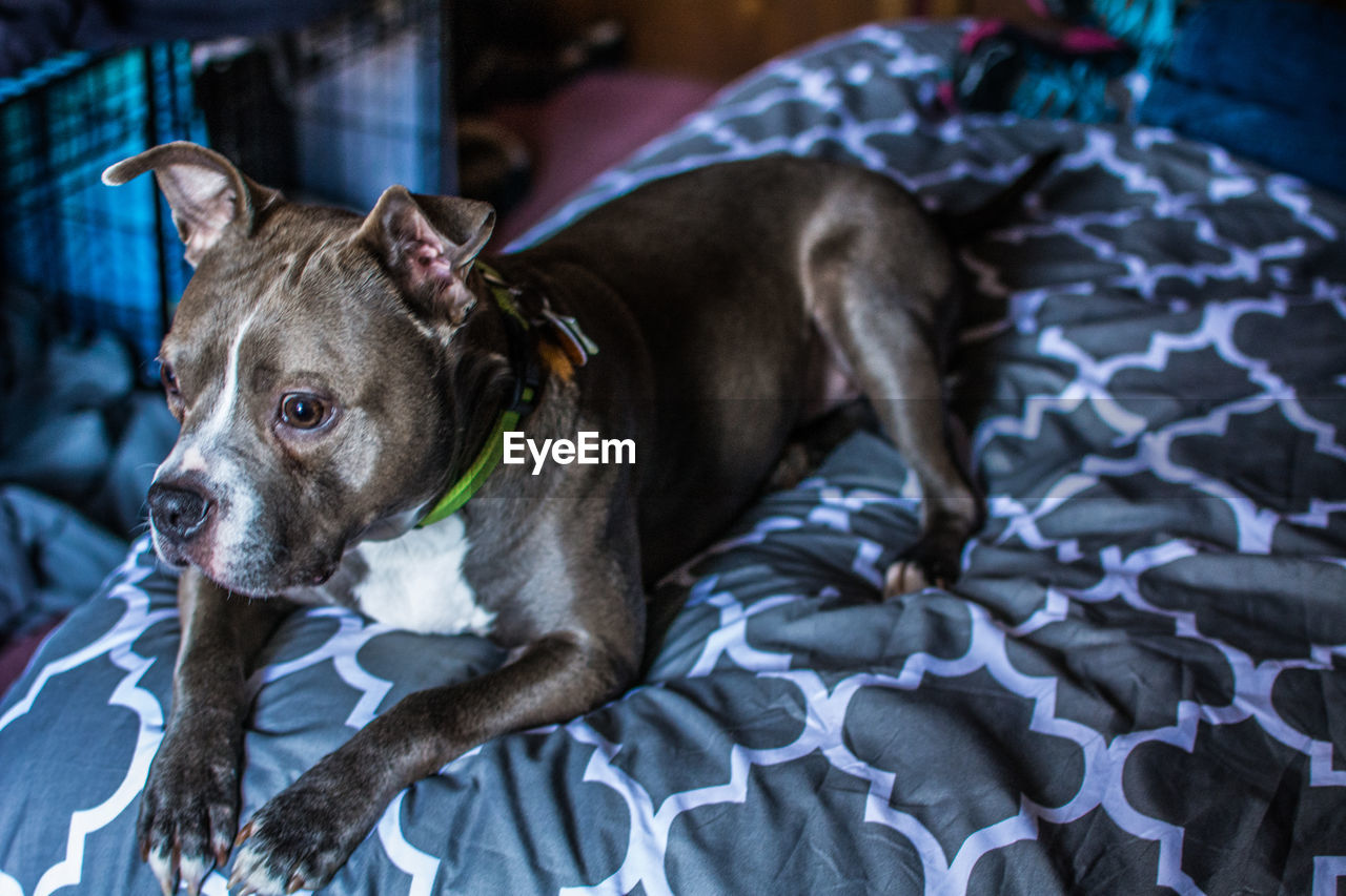 Close-up portrait of dog relaxing on floor