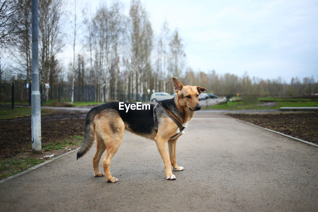 DOG STANDING ON ROAD AGAINST TREES