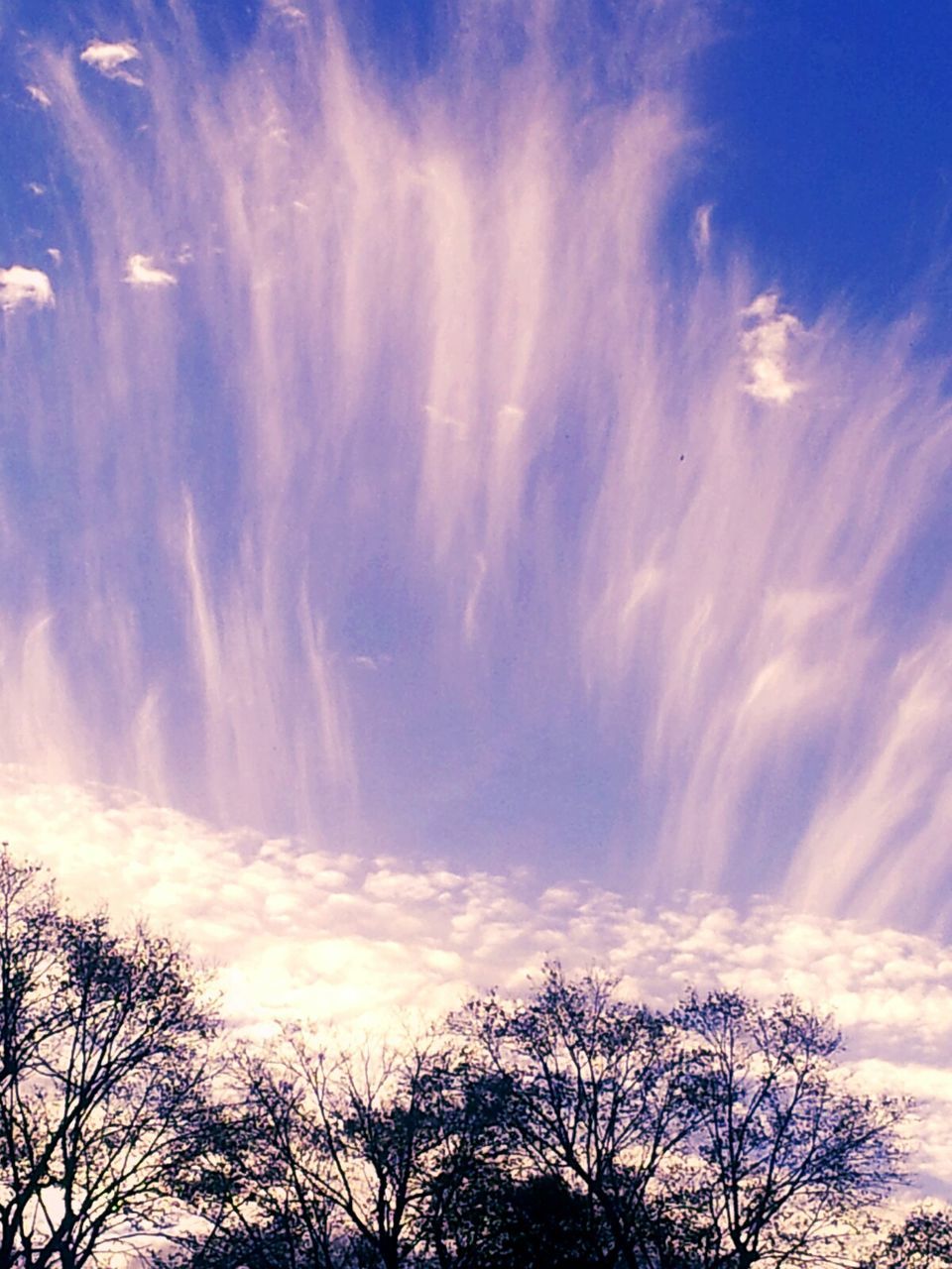 LOW ANGLE VIEW OF TREES AGAINST SKY AT SUNSET