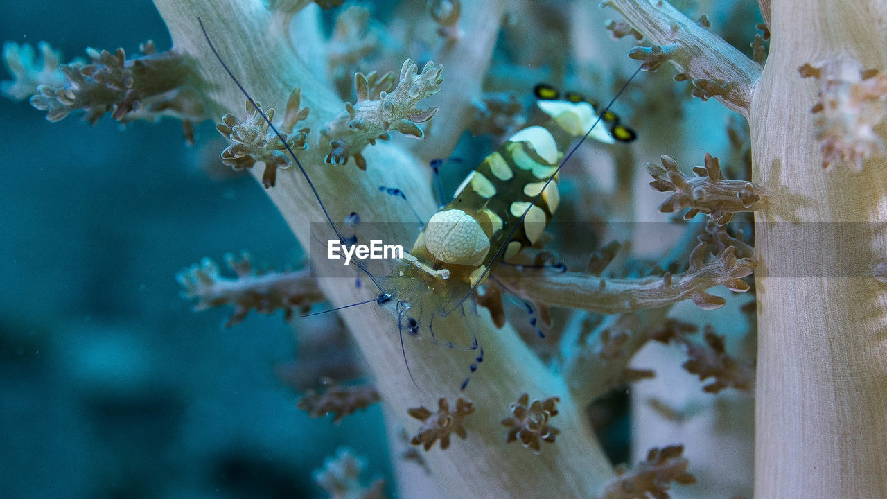 Shrimp on water plant in sea