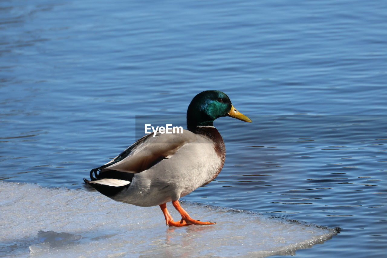 animal themes, bird, animal, animal wildlife, wildlife, duck, water, mallard, ducks, geese and swans, one animal, beak, lake, water bird, poultry, nature, no people, mallard duck, day, outdoors, beauty in nature, side view