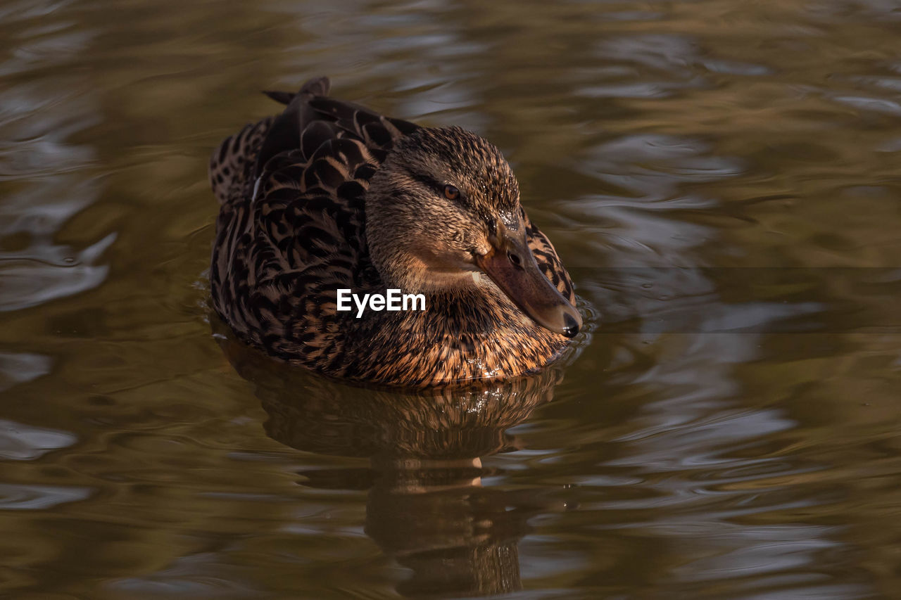 High angle view of a duck swimming in lake