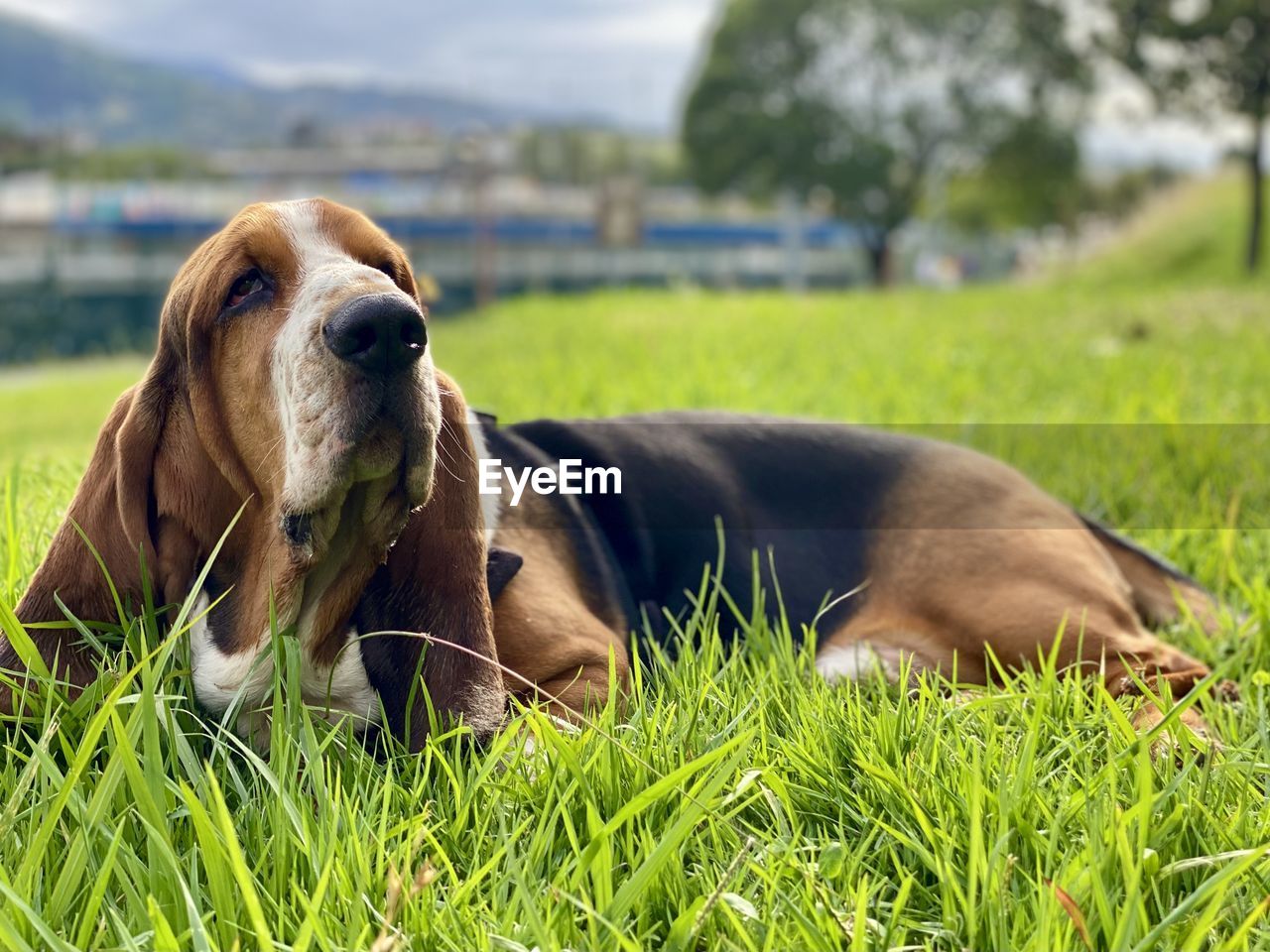 dog, pet, animal, animal themes, mammal, grass, one animal, plant, domestic animals, canine, basset hound, relaxation, hound, nature, lying down, basset artésien normand, no people, day, resting, portrait, field, green, outdoors, sky, land, focus on foreground, puppy