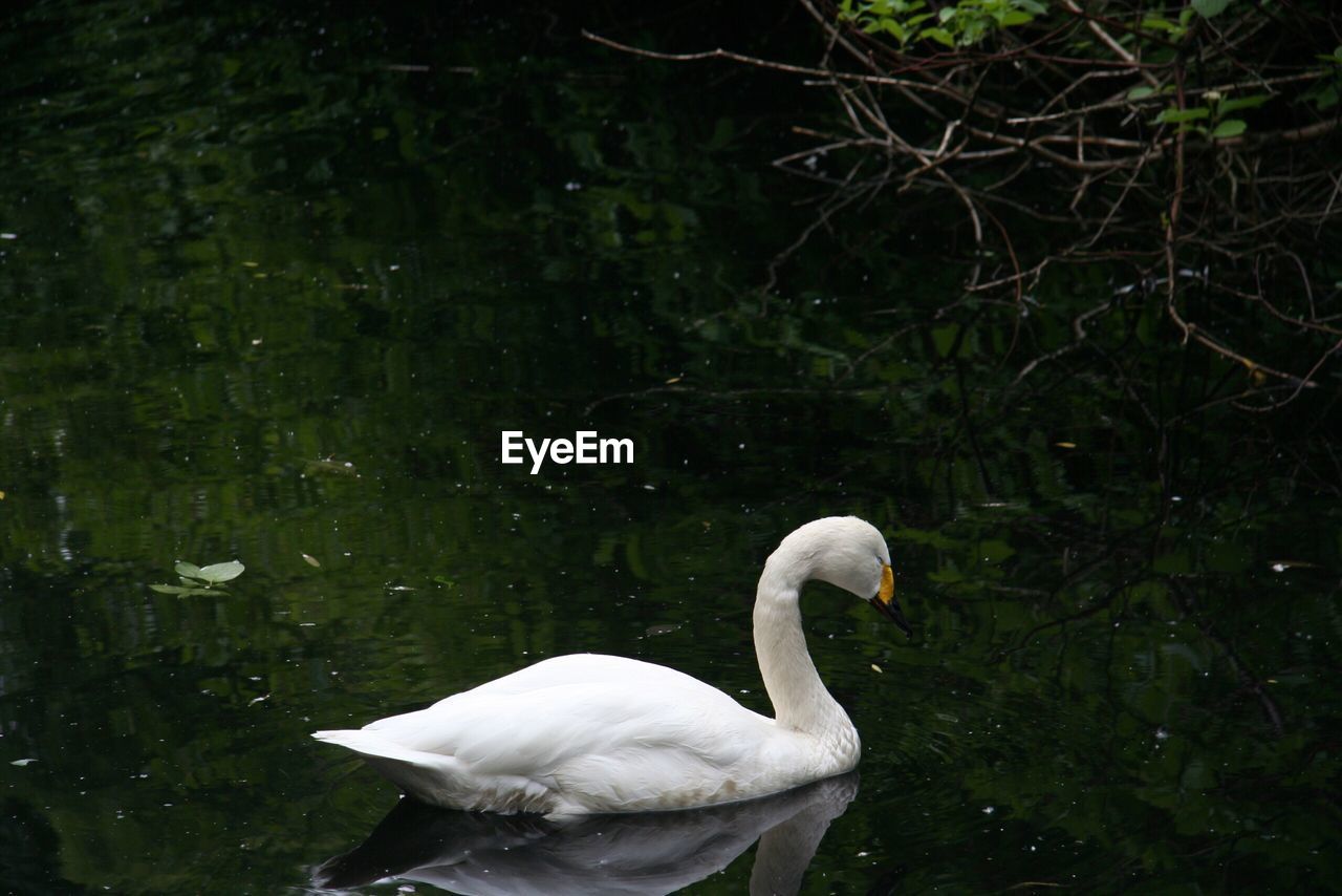 WHITE SWAN IN LAKE