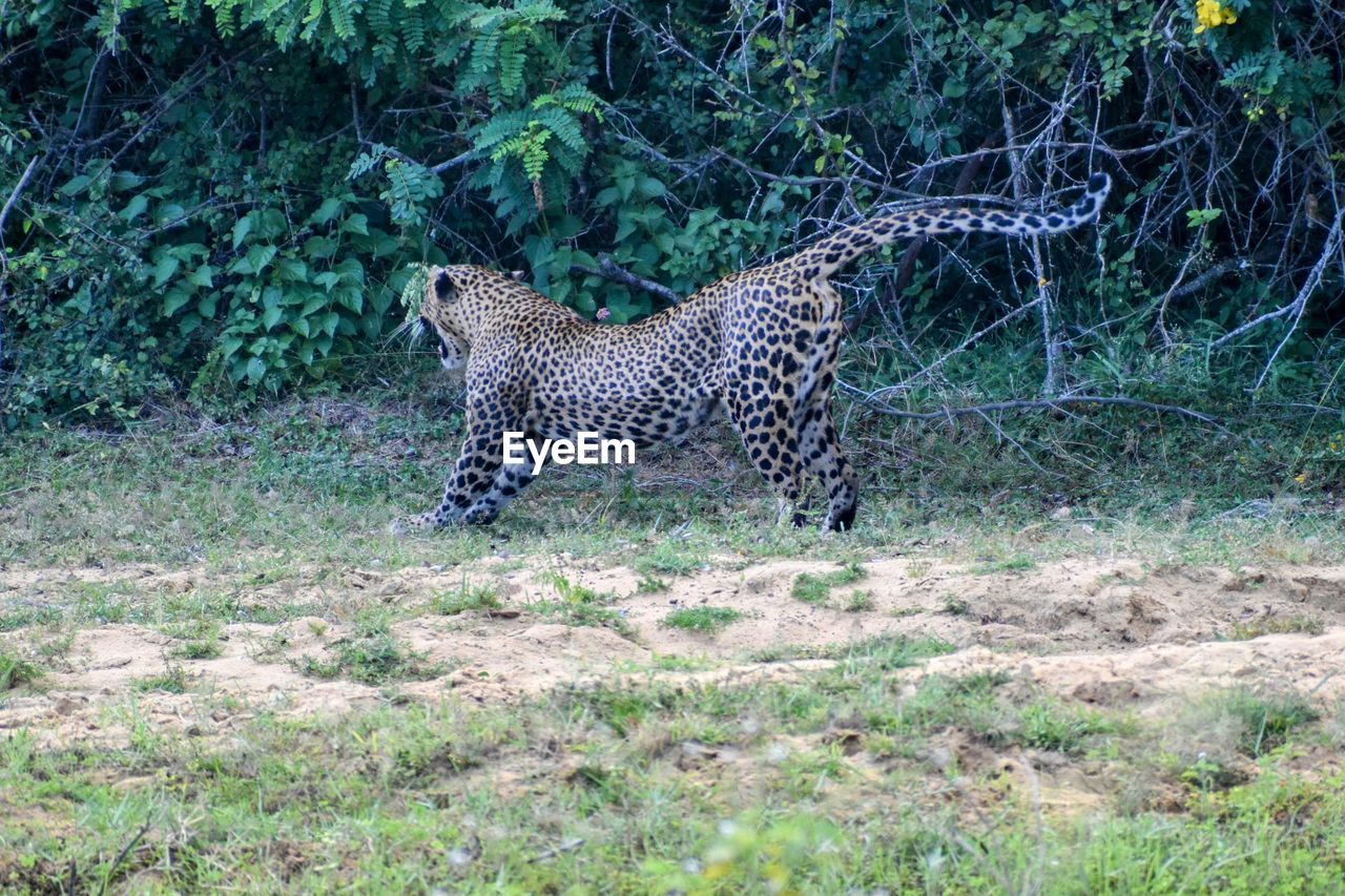 animal, animal themes, animal wildlife, mammal, big cat, feline, wildlife, cat, one animal, plant, leopard, spotted, carnivora, safari, no people, tree, felidae, cheetah, nature, grass, animal markings, land, domestic animals, forest, day, carnivore, beauty in nature, outdoors, walking, field, pet, undomesticated cat, animals hunting