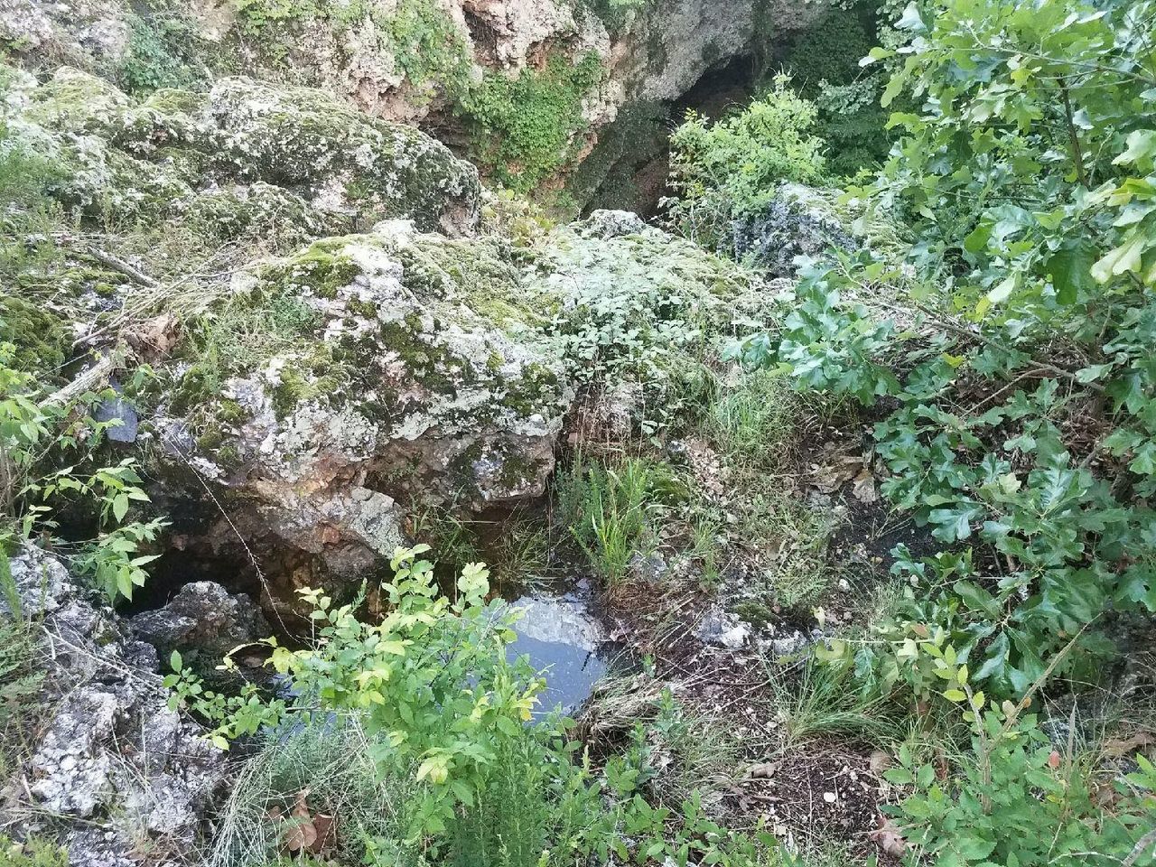 PLANTS GROWING IN FOREST